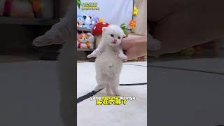 Cilok kopi mochi 3 kucing bersaudara #cat  #kucingimut #kucinglucu