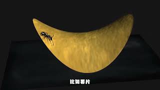 12歲證明勾股定理，26歲推翻牛頓：直覺如何統治宇宙 #相對論 #愛因斯坦 #科普 #漲知識