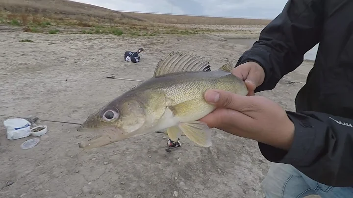 Pine Coulee Reservoir - Walleye Fishing