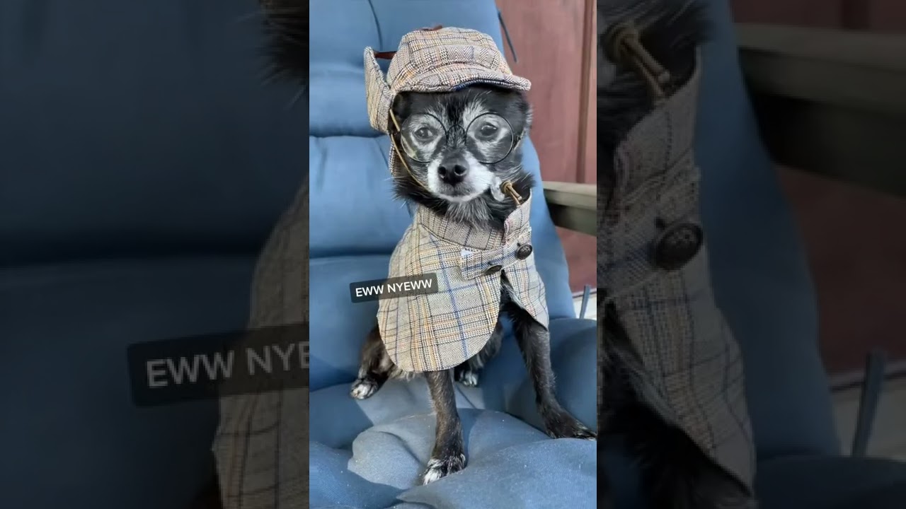 Ver EWW NYEWW! #dogs #cutedog #puppysongs en YouTube Ver EWW NYEWW! #dogs #cutedog #puppysongs en YouTube
