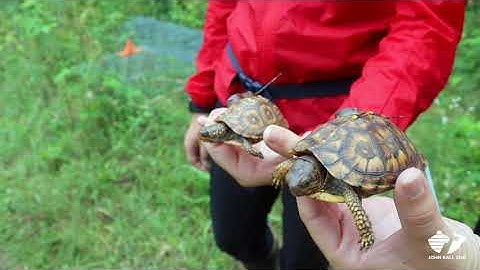 Box Turtle Head Starting: July Check in