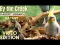 Forest  parrot sounds by the creek soundscape  3 hours  parrot tv for your bird room