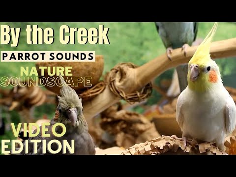 Forest Parrot Sounds By The Creek Soundscape 3 Hours Parrot TV For Your Bird Room