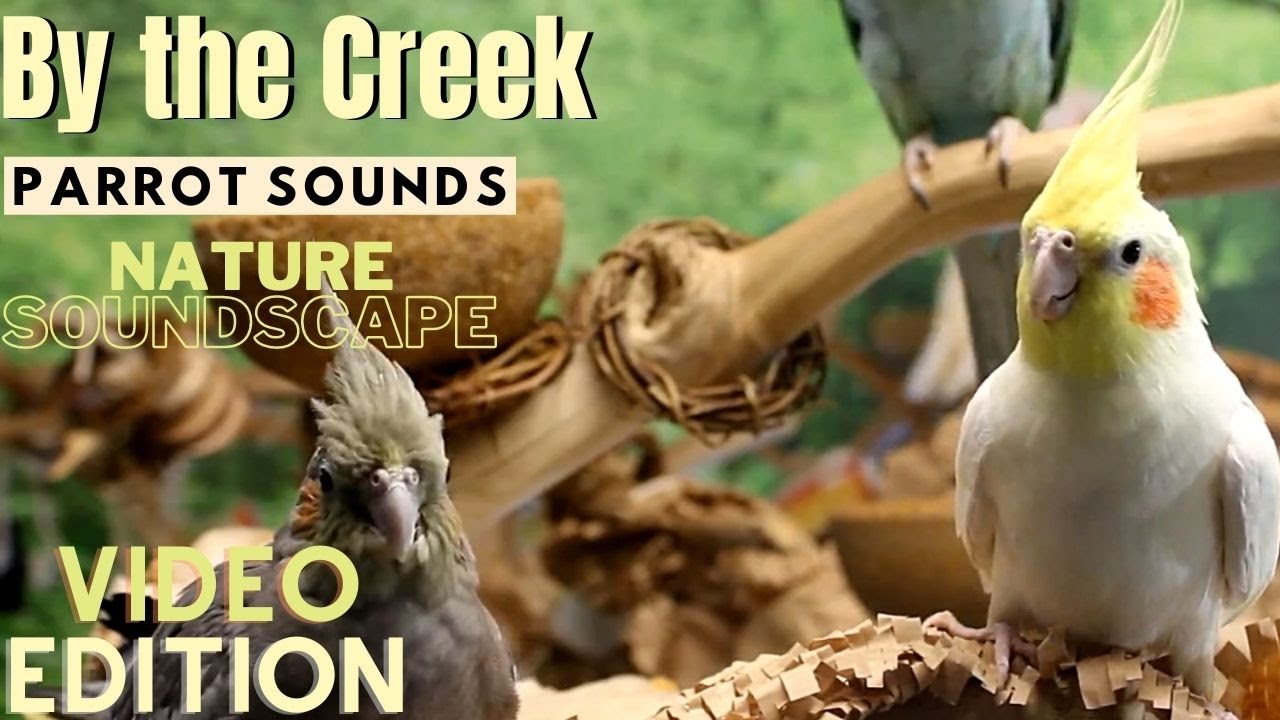 Forest & Parrot Sounds by the Creek Soundscape 3+ Hours Parrot TV