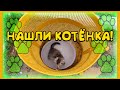 ПОДОБРАЛИ КОТЁНКА! / ДОБРЫЕ ДЕЛА / 44 КОТЁНКА В ВЕДРЕ