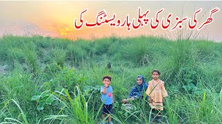 Ghar Ki Sabzi Ki Pehli Harvesting Ki I Organic Farming by Village Woman I Family Vlogs