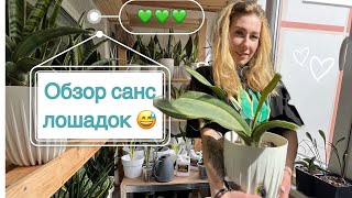 Обзор крупных санс из моей коллекции 🪴 #sansevieria #sansevieriaplant #сансевиерия #сансы