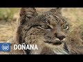 Parque Nacional de Doñana. Documental Completo