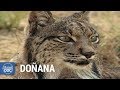 Parque nacional de doana documental completo