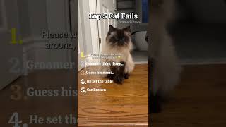 Top 5 Cat Fails! Which one is the best? Write a comment 👇 #cats #funnycats#dramaticpaws#cat