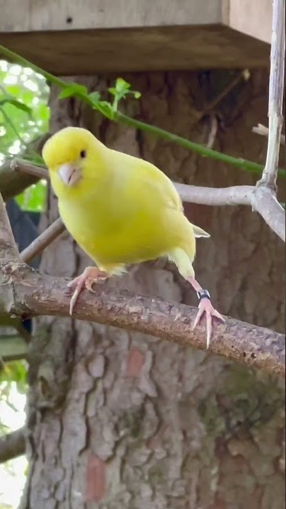 Kicauan Burung Kenari | Suara Burung Kenari