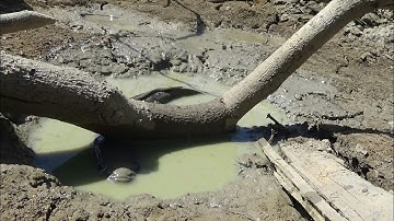 Những con cá mặc cạn - khi mùa khô về khiến đất nứt lẻ. Fish aground