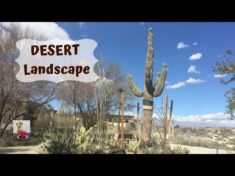 Vidéo: Quels types de plantes se trouvent dans le désert de Mojave ?