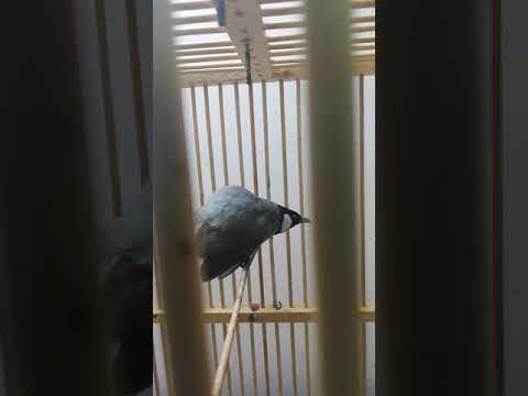 مزاوف بلبل مخلف اسمه سيزر