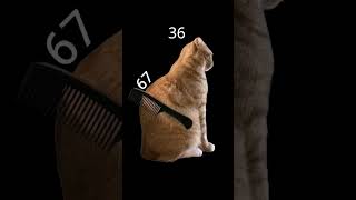 #cat #dog #viral #getviral #tend
