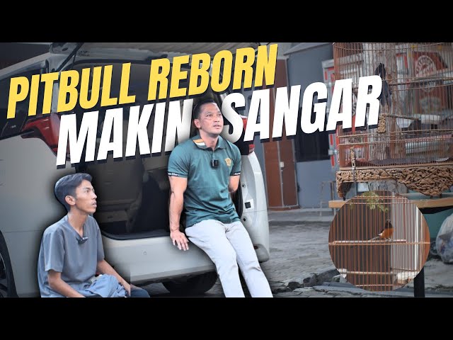 Salah Satu Murai Batu Yang Sangat Sulit Mabung Tuntas. PITBULL REBORN class=