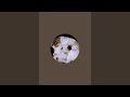🐾 *The Furry Life* | Daily Natural Village Life Cat & Kittens Vlog 🐾
