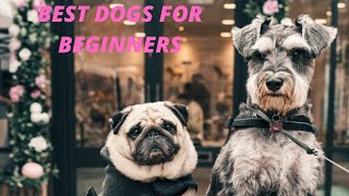 Baby Dogs - Cute and Funny Dog Videos Compilation #20 | Aww Animals