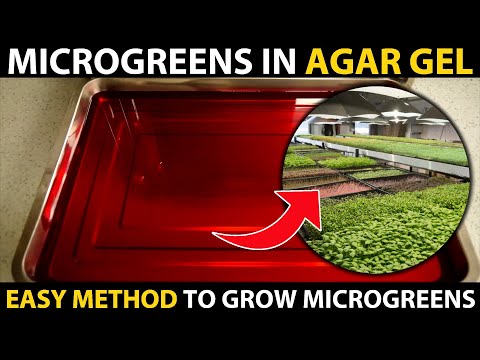 How to grow MICROGREENS in AGAR GEL | Microgreen Farming | Growing Microgreens without Soil