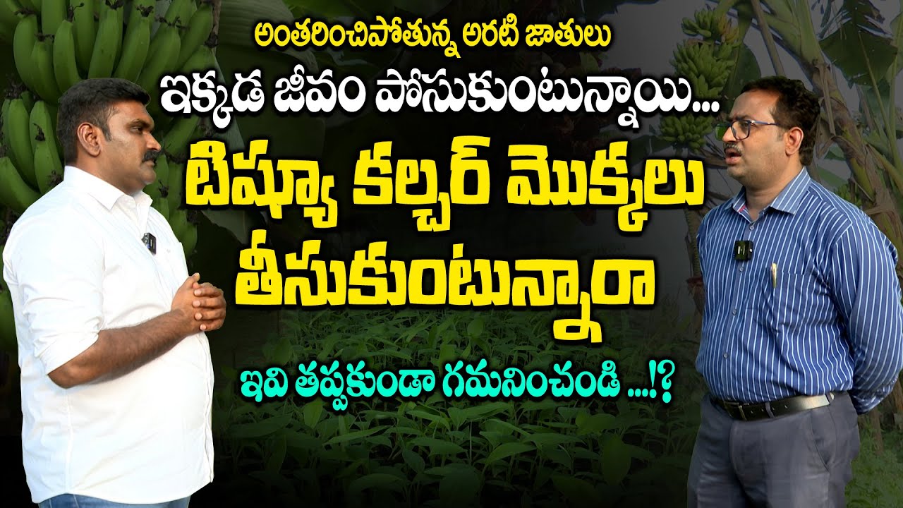 Здесь возрождаются исчезающие виды бананов. Банановое фермерство | Органическое | Sasyasyamalam