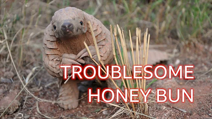 Honey Bun the pangolin: The naughty 'dinosaur' you've never heard of - BBC