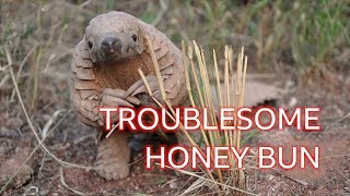 Honey Bun the pangolin: The naughty 'dinosaur' you've never heard of  BBC