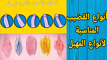 انواع القضبان عند الرجال بالصور انواع القضبان عند الرجال بالصور