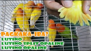 PAGKAKAIBA NG LUTINO, LUTINO SPLIT OPALINE AT LUTINO OPALINE