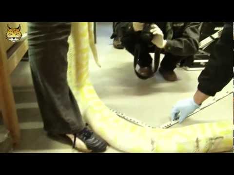Unterwegs mit Dr. Grothmann - Tigerpython