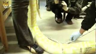 Unterwegs mit Dr. Grothmann - Tigerpython