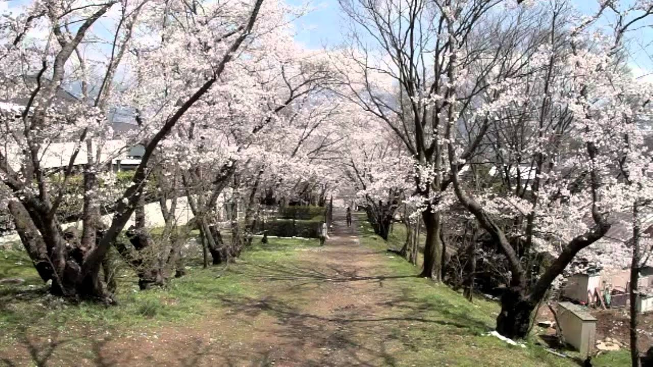 Japan Trip Bunga Sakura Taman Joyama Nagano Jepang YouTube