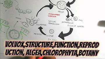 Volvox||structure||function||reproduction||Algea||chlorophyta||botany||bsc, msc||