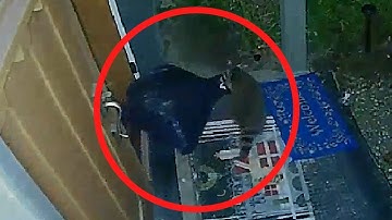 Raccoon Steals Trash Bag