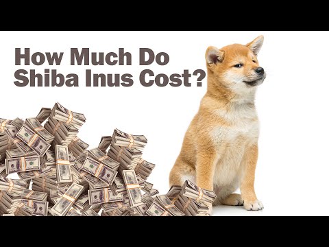 How Much Do Shiba Inu Puppies Cost 