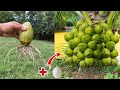 How to propagate coconut with banana to get many fruits in a short timehow to grow a coconut tree