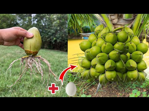 Видео: Кокона жимсний мэдээлэл: Цэцэрлэгт кокона жимс ургуулах зөвлөмжүүд