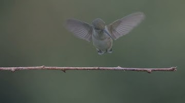 Hummingbird Vignettes 160