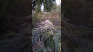 Black Velvet x Devil Driver : Clear water x Tikimadman
