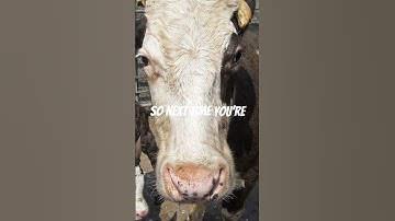 Why Cows Have Best Friends! 🐄❤️