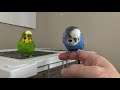 Budgie morning social and feeding routine with Kiwi and Pixel