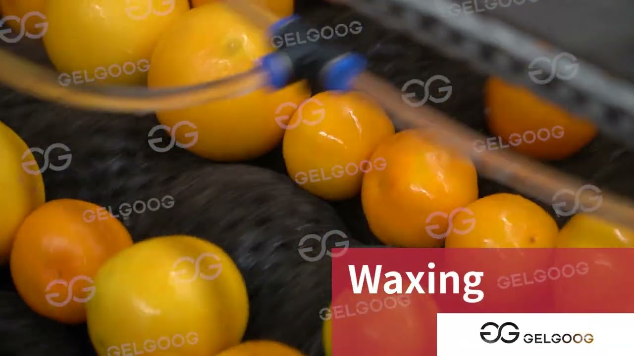 Fruit Washing Grading Waxing Processing Line