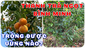 Cây Thanh trà NGỌT Bình Minh trồng được ở vùng nào?|0386569374-Ngọc Ngân Bến Tre | Chuyên cây độc lạ