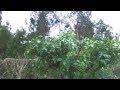 LA PODA DE LOS ARBOLES CITRICOS 2014