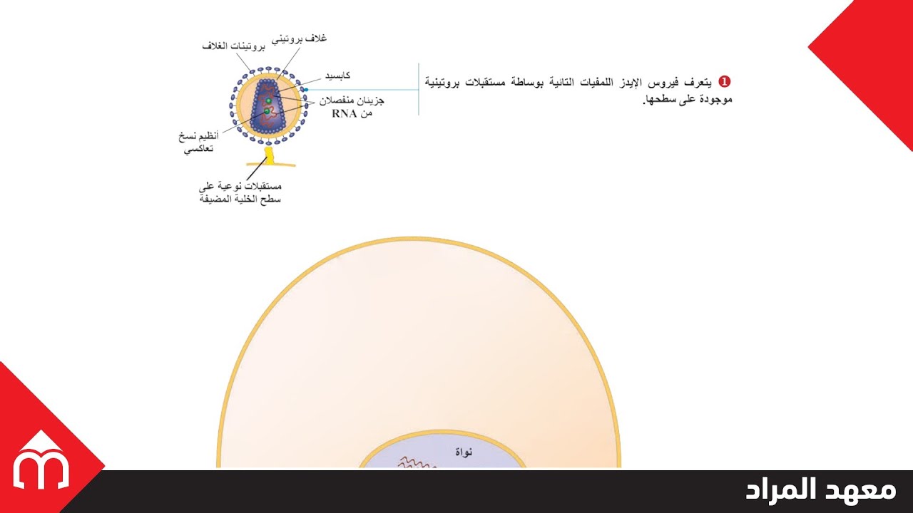 01- تكاثر الفيروسات (الجزء الثاني) - علوم بكالوريا سوريا