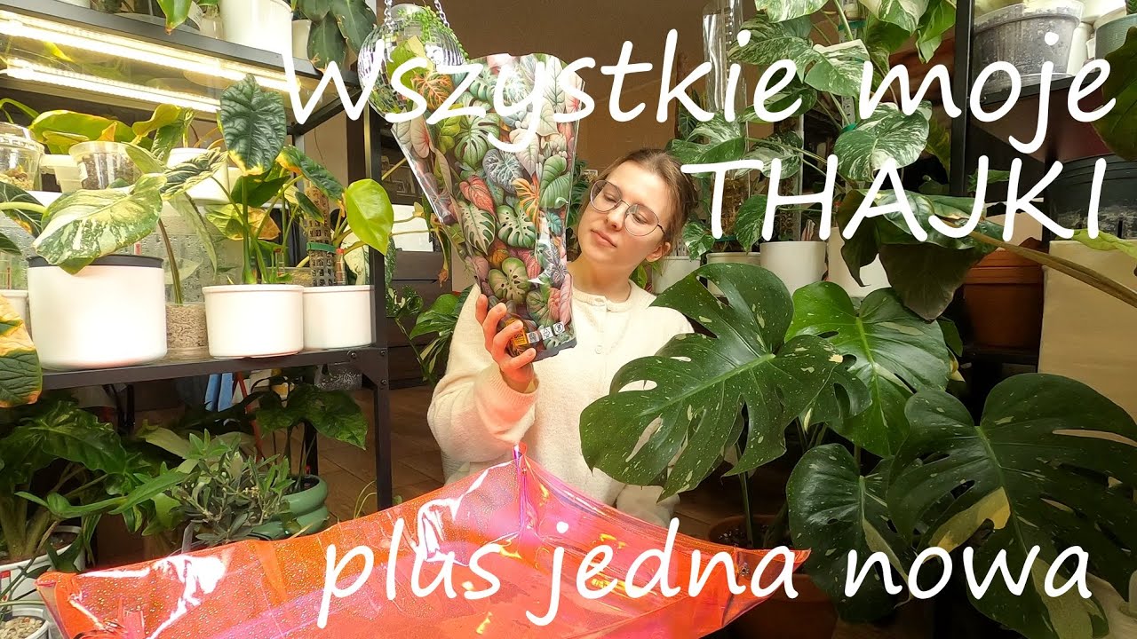 Wszystkie moje Monstery Thai Constellation | Thai z biedronki?