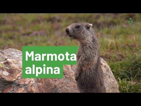 Vídeo: Com dissuadir les marmotes?