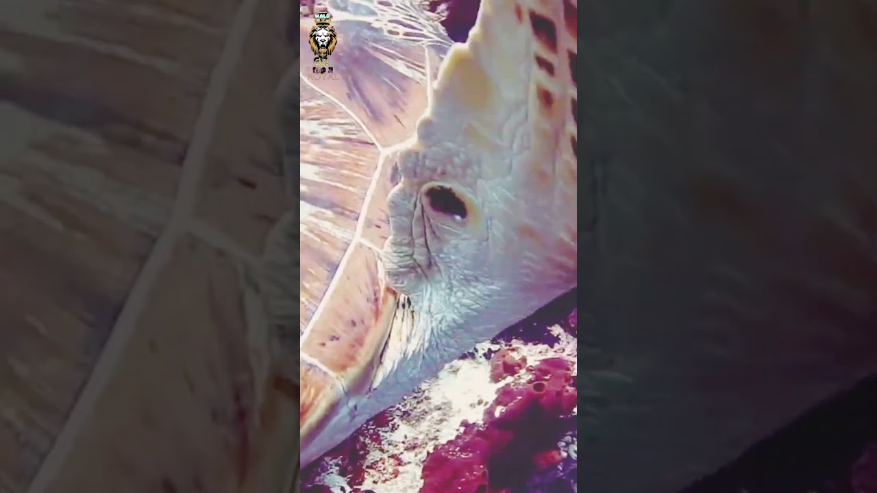 **"The turtle's journey into the depths of the ocean"**