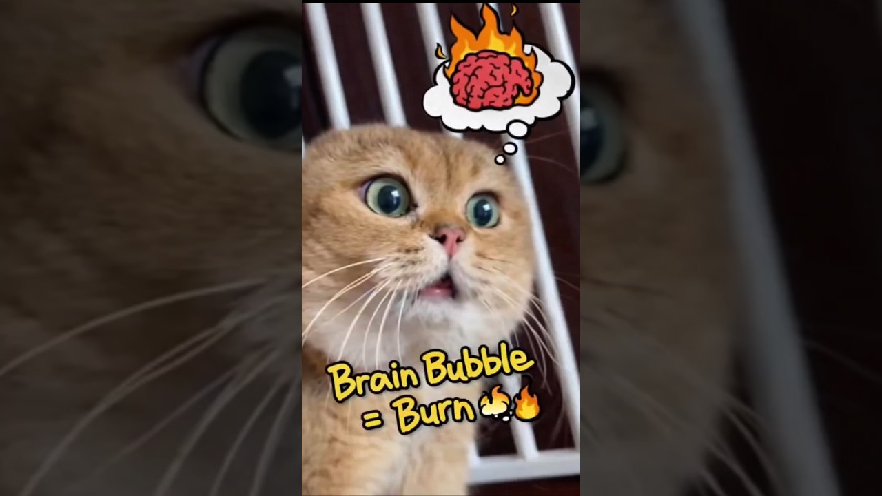 “Brain Bubble Went BRRR 🔥💭”