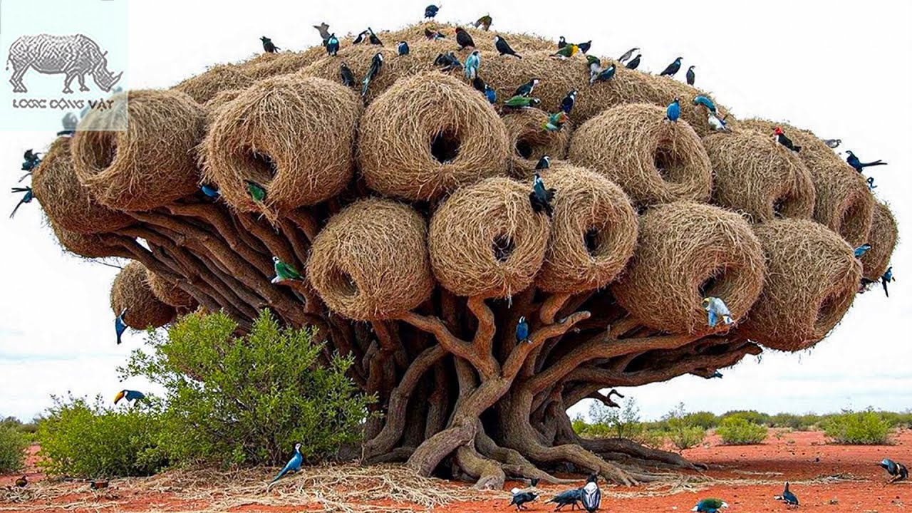 🔥 Những Tổ Chim Tuyệt Vời Nhất Thế Giới!