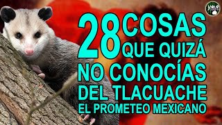 28 Cosas que quizá no conocías del Tlacuache – el Prometeo mexicano